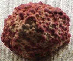 ماذا نقصد بالبوكسيت المتواجد بأوقيانوسيا